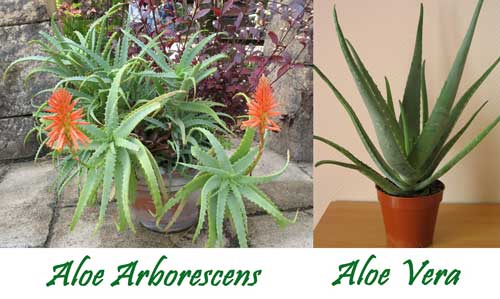 Aloe Arborescens Aloe vera differenze