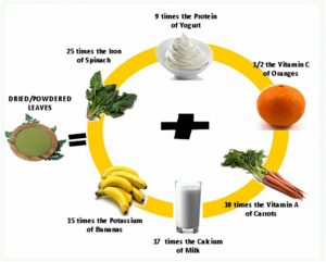 moringa-web131