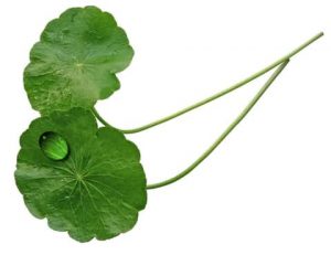 Centella per la dieta anticellulite