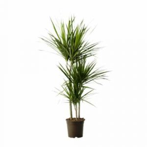 Piante per la purificazione dell'aria
