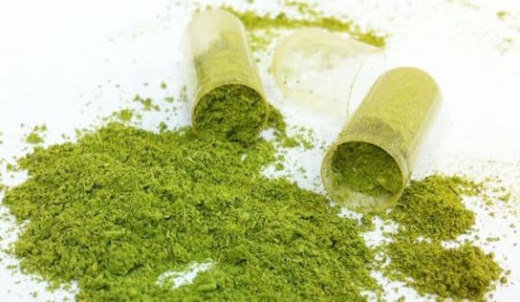 moringa oleifera