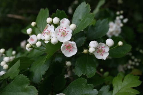 Biancospino calmante naturale