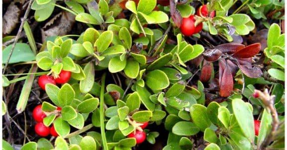 uva ursina
