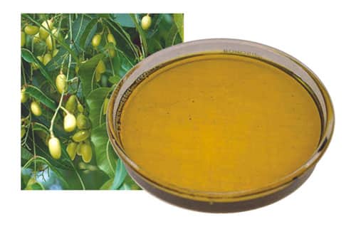 Olio di neem contro la forfora secca