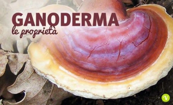 Reishi Ganoderma per difese immunitarie e colesterolo alto