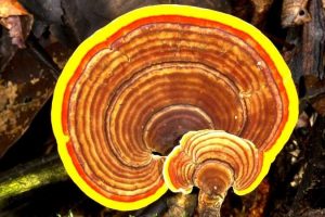 dimagrire con il Ganoderma Lucidum