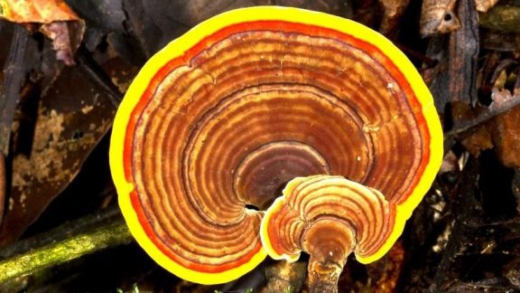 dimagrire con il Ganoderma Lucidum