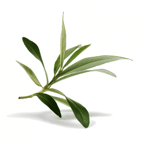 evergreen life