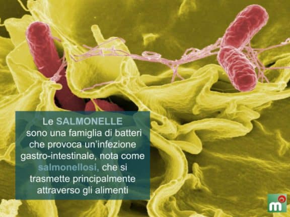 salmonella sintomi