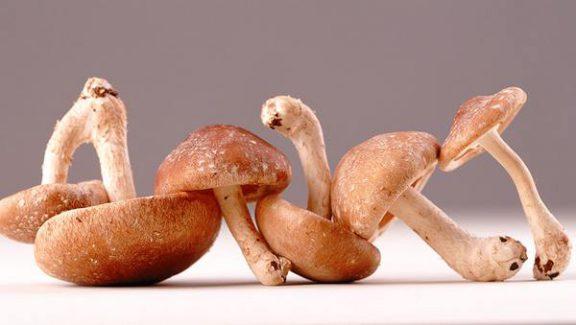 Funghi Shiitake dove si comprano