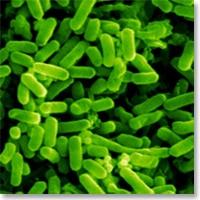 escherichia coli nelle urine cause