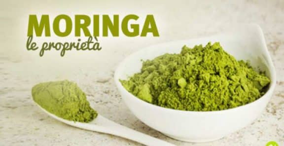 moringa oleifera