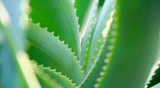 aloe arborescens