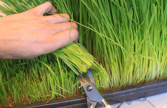 coltivare erba di grano a casa