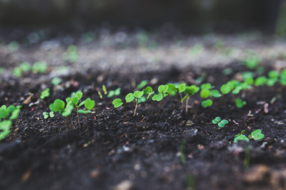 rucola